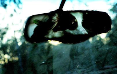 Dog's eyes seen in rear view of traveling car Dog's eyes seen in rear view of traveling car