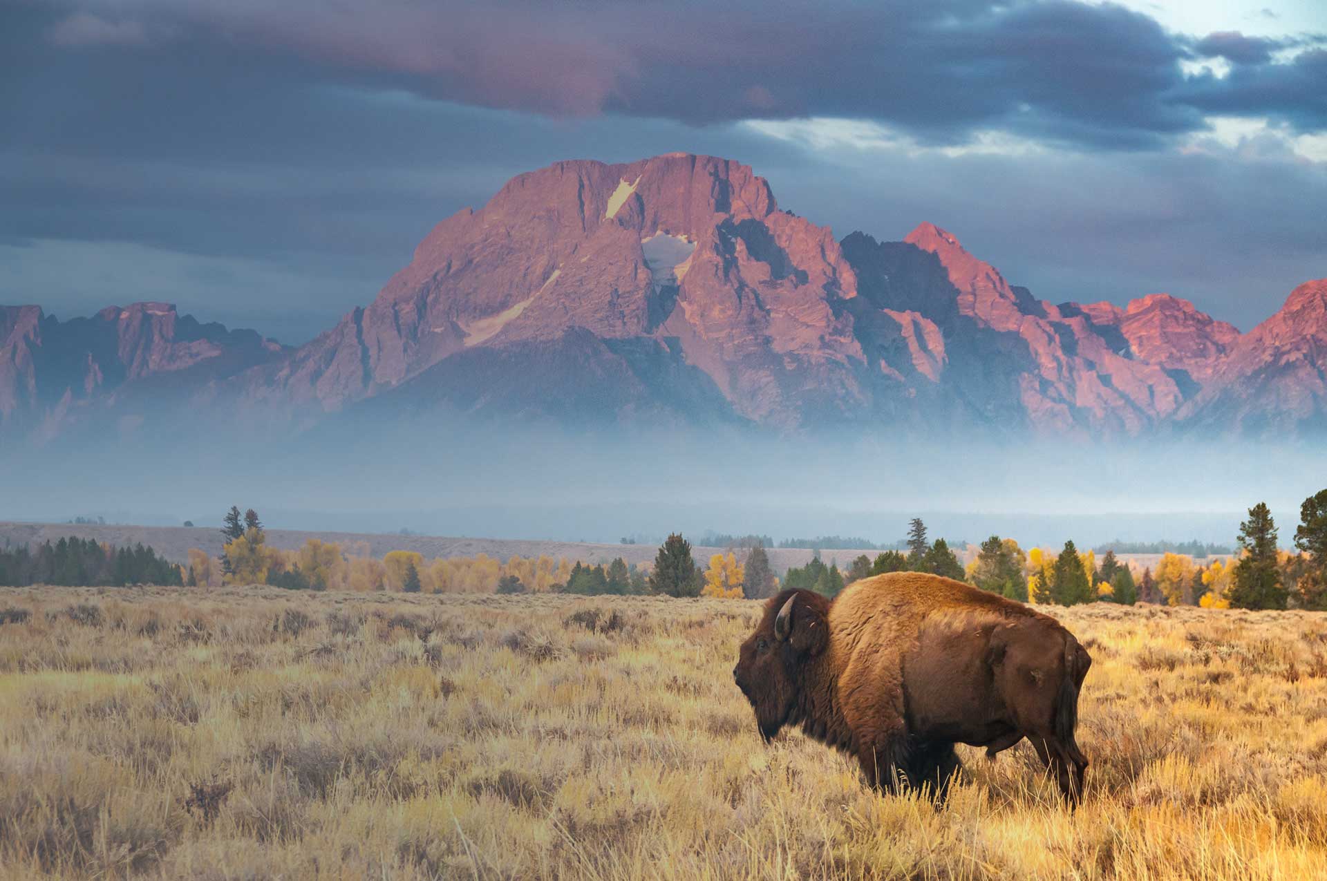 Buffalo in front Wymoning mountains